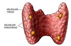 obat herbal kelenjar tiroid